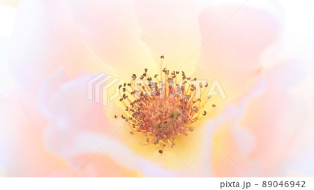 600品種のバラが綺麗に咲き香る　西山公園のバラ園 89046942