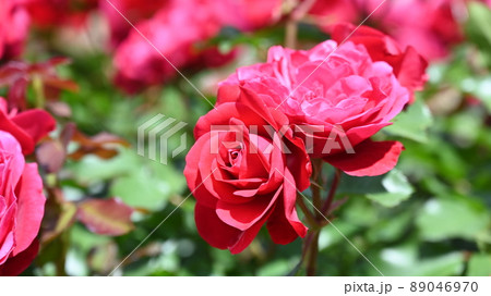 600品種のバラが綺麗に咲き香る 西山公園のバラ園 600品種のバラが綺麗に咲き香る 西山公園のバラ園 89046970