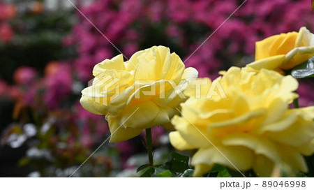 600品種のバラが綺麗に咲き香る 西山公園のバラ園 600品種のバラが綺麗に咲き香る 西山公園のバラ園 89046998