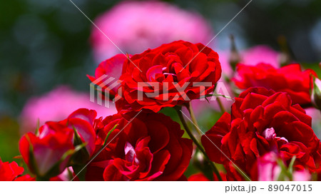 600品種のバラが綺麗に咲き香る　西山公園のバラ園 89047015