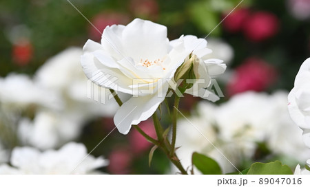 600品種のバラが綺麗に咲き香る　西山公園のバラ園 89047016