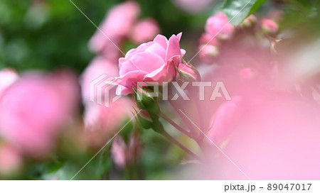 600品種のバラが綺麗に咲き香る　西山公園のバラ園 89047017