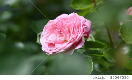 600品種のバラが綺麗に咲き香る 西山公園のバラ園 600品種のバラが綺麗に咲き香る 西山公園のバラ園 89047030