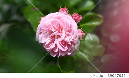 600品種のバラが綺麗に咲き香る　西山公園のバラ園 89047033