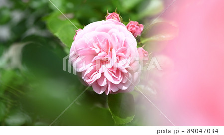 600品種のバラが綺麗に咲き香る　西山公園のバラ園 89047034