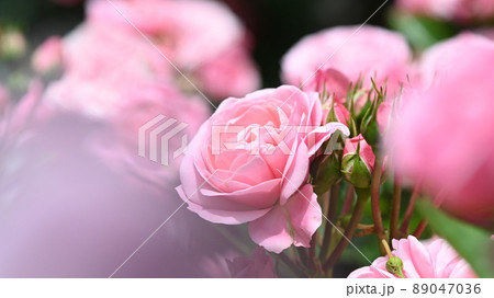 600品種のバラが綺麗に咲き香る　西山公園のバラ園 89047036