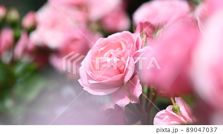 600品種のバラが綺麗に咲き香る　西山公園のバラ園 89047037