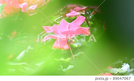 600品種のバラが綺麗に咲き香る　西山公園のバラ園 89047067