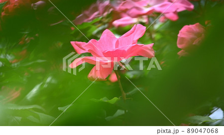 600品種のバラが綺麗に咲き香る　西山公園のバラ園 89047068