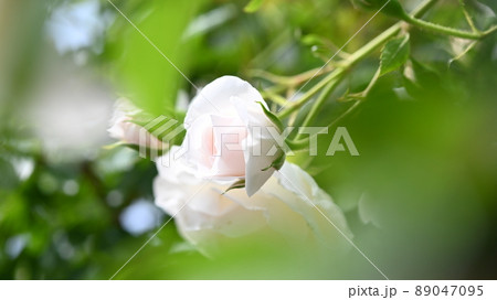 600品種のバラが綺麗に咲き香る　西山公園のバラ園 89047095