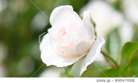 600品種のバラが綺麗に咲き香る　西山公園のバラ園 89047098