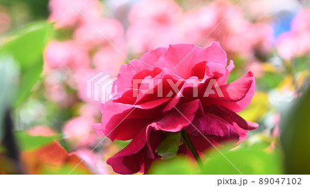 600品種のバラが綺麗に咲き香る　西山公園のバラ園 89047102