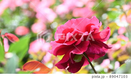 600品種のバラが綺麗に咲き香る　西山公園のバラ園 89047103