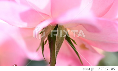 600品種のバラが綺麗に咲き香る　西山公園のバラ園 89047105