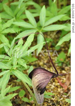 Flower photos taken in Japan in April Flower photos taken in Japan in April 89047106