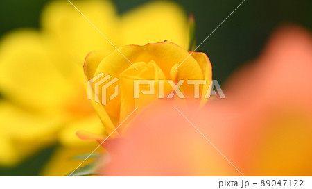 600品種のバラが綺麗に咲き香る　西山公園のバラ園 89047122