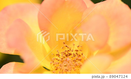 600品種のバラが綺麗に咲き香る　西山公園のバラ園 89047124