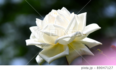 600品種のバラが綺麗に咲き香る　西山公園のバラ園 89047127