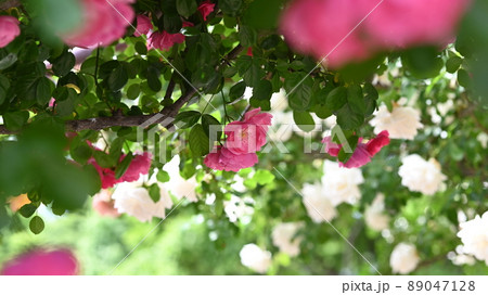 600品種のバラが綺麗に咲き香る　西山公園のバラ園 89047128