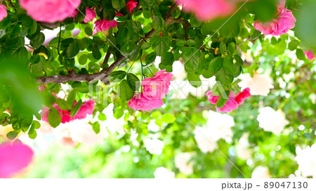 600品種のバラが綺麗に咲き香る　西山公園のバラ園 89047130