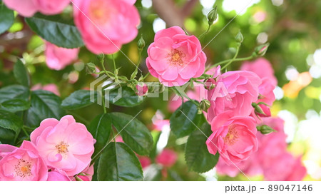 600品種のバラが綺麗に咲き香る　西山公園のバラ園 89047146