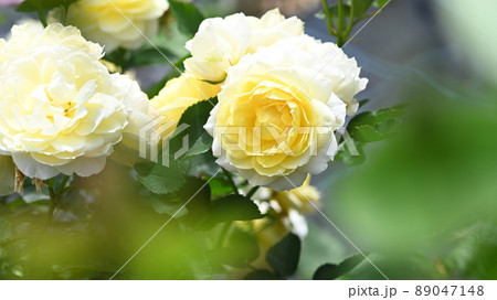 600品種のバラが綺麗に咲き香る　西山公園のバラ園 89047148