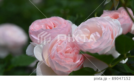 600品種のバラが綺麗に咲き香る 西山公園のバラ園 600品種のバラが綺麗に咲き香る 西山公園のバラ園 89047152