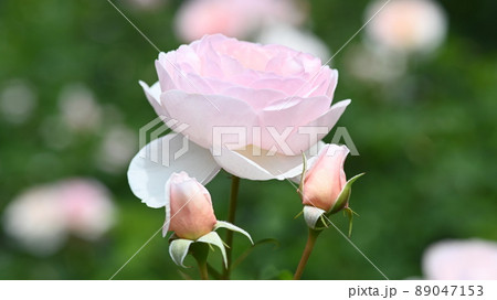 600品種のバラが綺麗に咲き香る 西山公園のバラ園 600品種のバラが綺麗に咲き香る 西山公園のバラ園 89047153