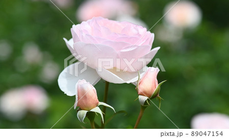 600品種のバラが綺麗に咲き香る　西山公園のバラ園 89047154