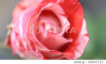 600品種のバラが綺麗に咲き香る 西山公園のバラ園 600品種のバラが綺麗に咲き香る 西山公園のバラ園 89047155