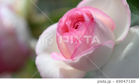 600品種のバラが綺麗に咲き香る　西山公園のバラ園 89047180