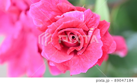 600品種のバラが綺麗に咲き香る 西山公園のバラ園 600品種のバラが綺麗に咲き香る 西山公園のバラ園 89047184