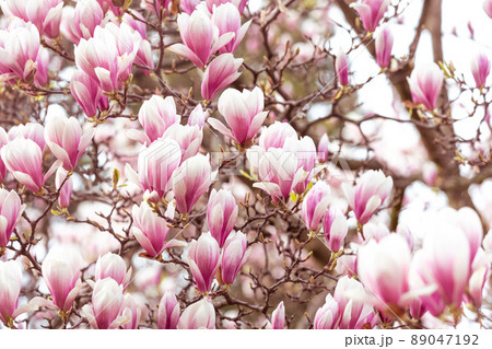 Spring floral background, beautiful bloomed light, pink magnolia flowers in soft light, selective focus, nature concept 89047192