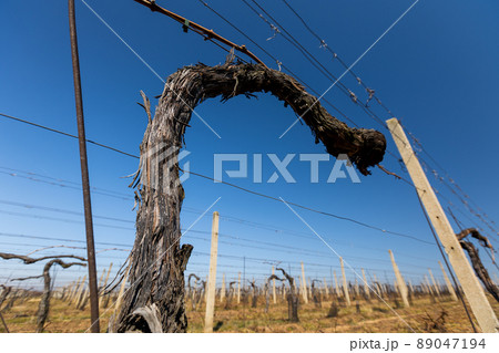 Close up of old vineyard at spring time, ready for new season, wine concept 89047194