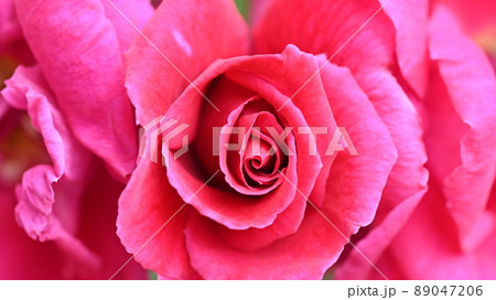 600品種のバラが綺麗に咲き香る　西山公園のバラ園 89047206