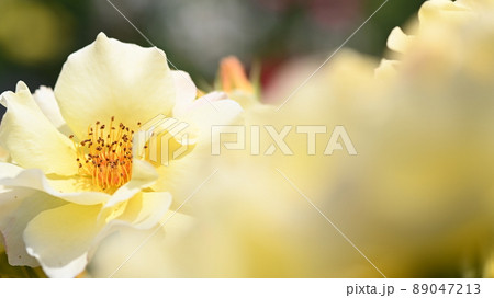 600品種のバラが綺麗に咲き香る 西山公園のバラ園 600品種のバラが綺麗に咲き香る 西山公園のバラ園 89047213