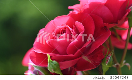 600品種のバラが綺麗に咲き香る 西山公園のバラ園 600品種のバラが綺麗に咲き香る 西山公園のバラ園 89047243