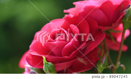 600品種のバラが綺麗に咲き香る 西山公園のバラ園 600品種のバラが綺麗に咲き香る 西山公園のバラ園 89047245