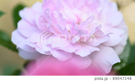 600品種のバラが綺麗に咲き香る　西山公園のバラ園 89047248