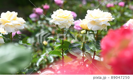 600品種のバラが綺麗に咲き香る　西山公園のバラ園 89047250