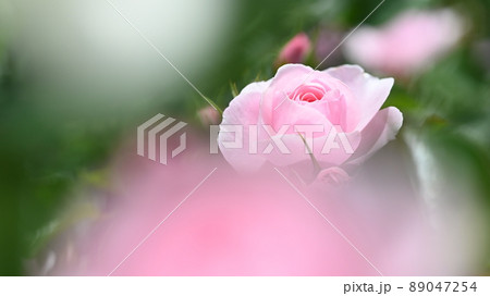 600品種のバラが綺麗に咲き香る　西山公園のバラ園 89047254