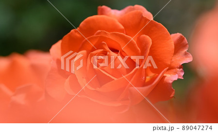 600品種のバラが綺麗に咲き香る 西山公園のバラ園 600品種のバラが綺麗に咲き香る 西山公園のバラ園 89047274