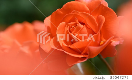 600品種のバラが綺麗に咲き香る　西山公園のバラ園 89047275