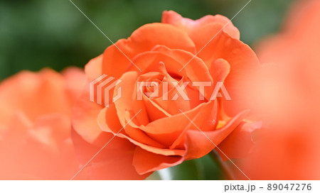 600品種のバラが綺麗に咲き香る　西山公園のバラ園 89047276