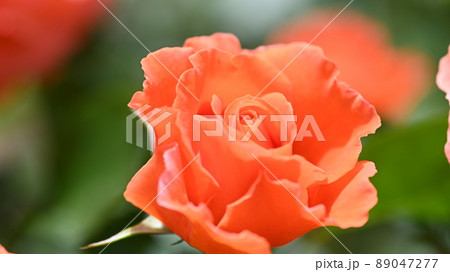 600品種のバラが綺麗に咲き香る　西山公園のバラ園 89047277