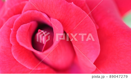 600品種のバラが綺麗に咲き香る　西山公園のバラ園 89047279