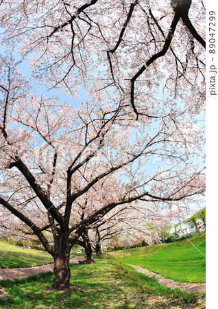 沓掛城址の桜 89047299