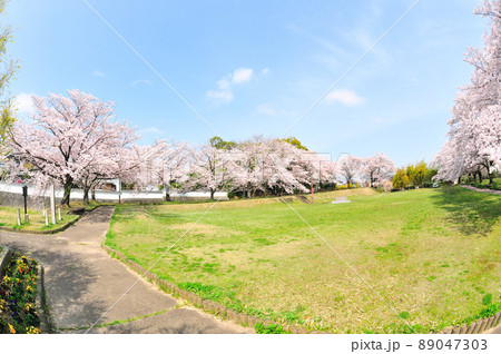沓掛城址の桜 89047303