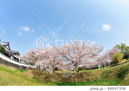 沓掛城址の桜 89047306