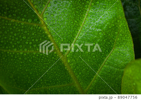 Close-up of bright green leaf with dew on leaf Close-up of bright green leaf with dew on leaf 89047756